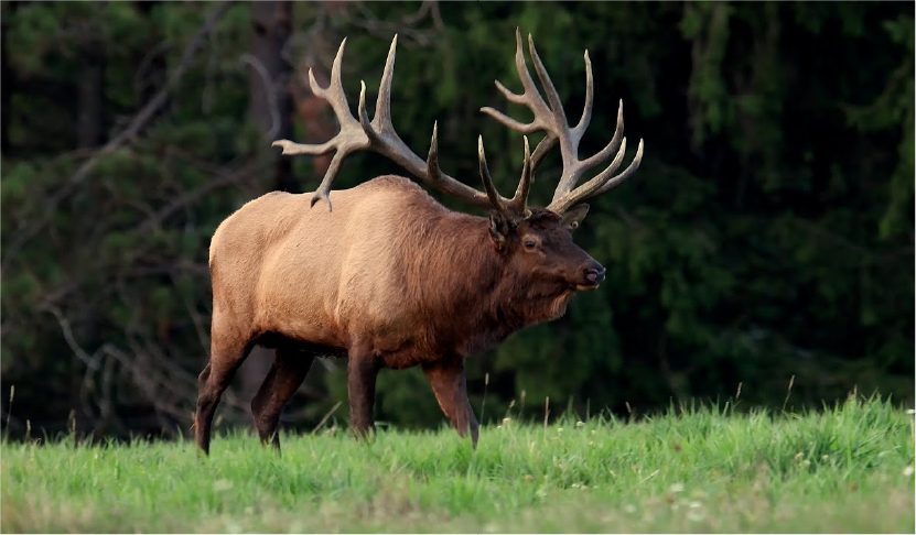 Wapiti dans la nature
